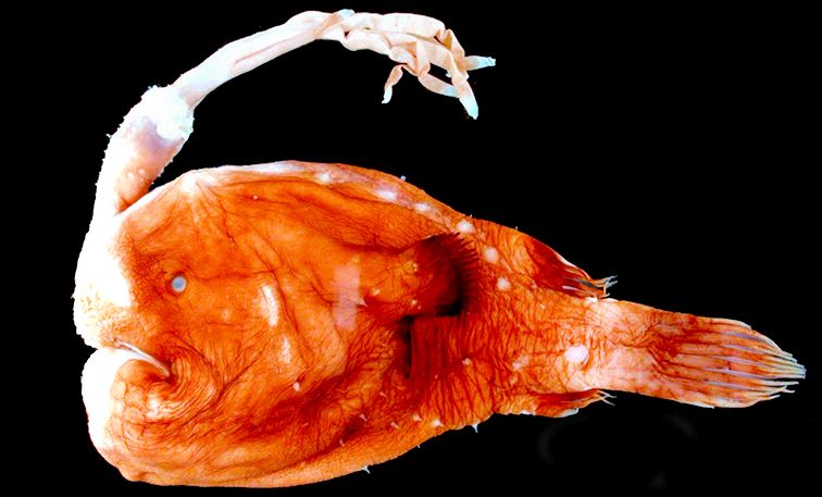 Himantolophus compressus_02.jpg